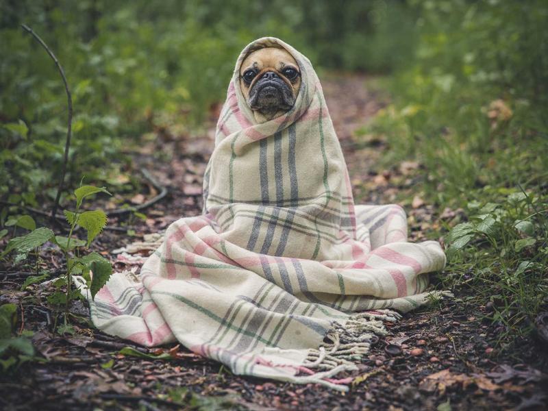 截流猎手<br>竞品评论区引流与私域沉淀